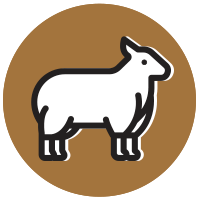 Lamb